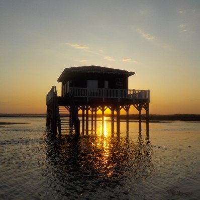 SUNSET CAP FERRET - 2H